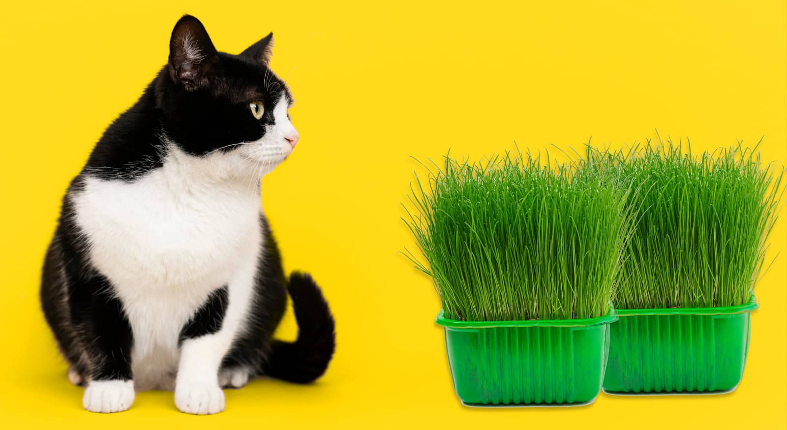 L'herbe à chat : présentation et bienfaits