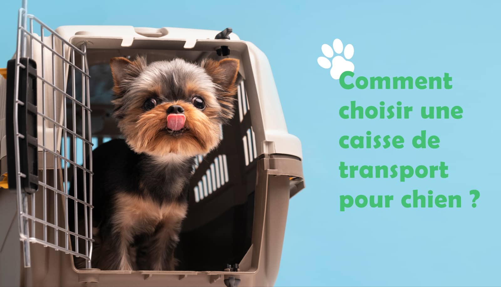 Comment choisir une caisse de transport pour son chat ?